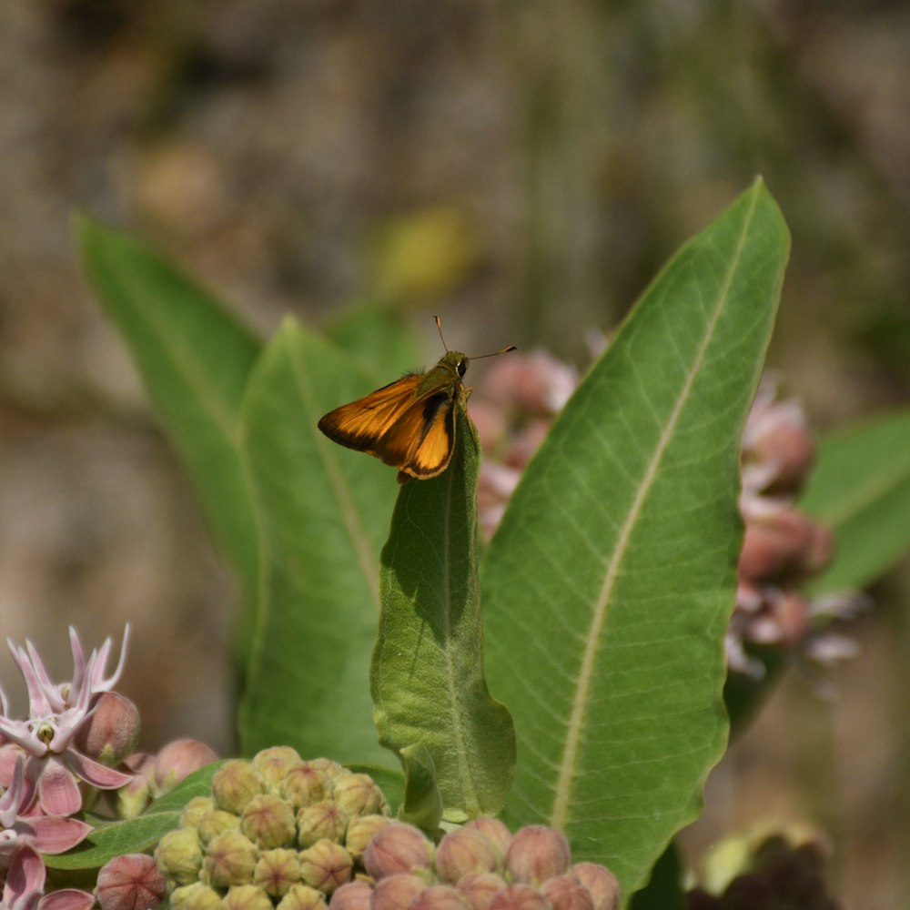 a yellow butterfly sitting on top of a green leaf