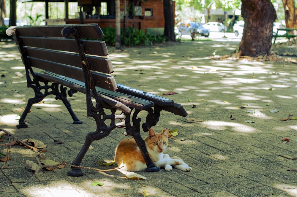 a cat laying on the ground next to a bench