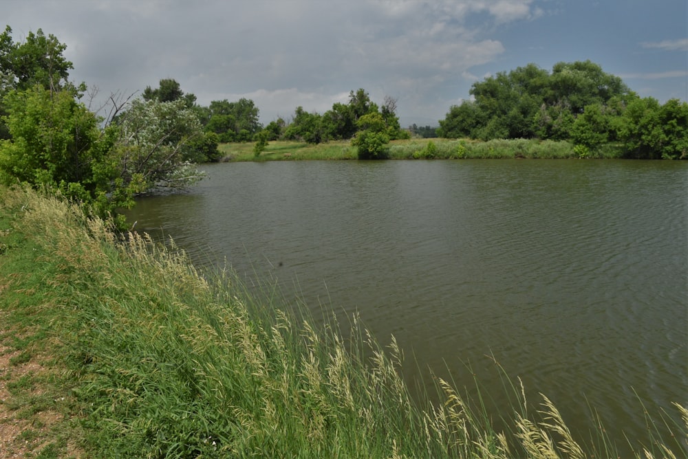 a body of water surrounded by trees and grass