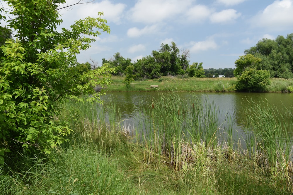 a body of water surrounded by trees and grass