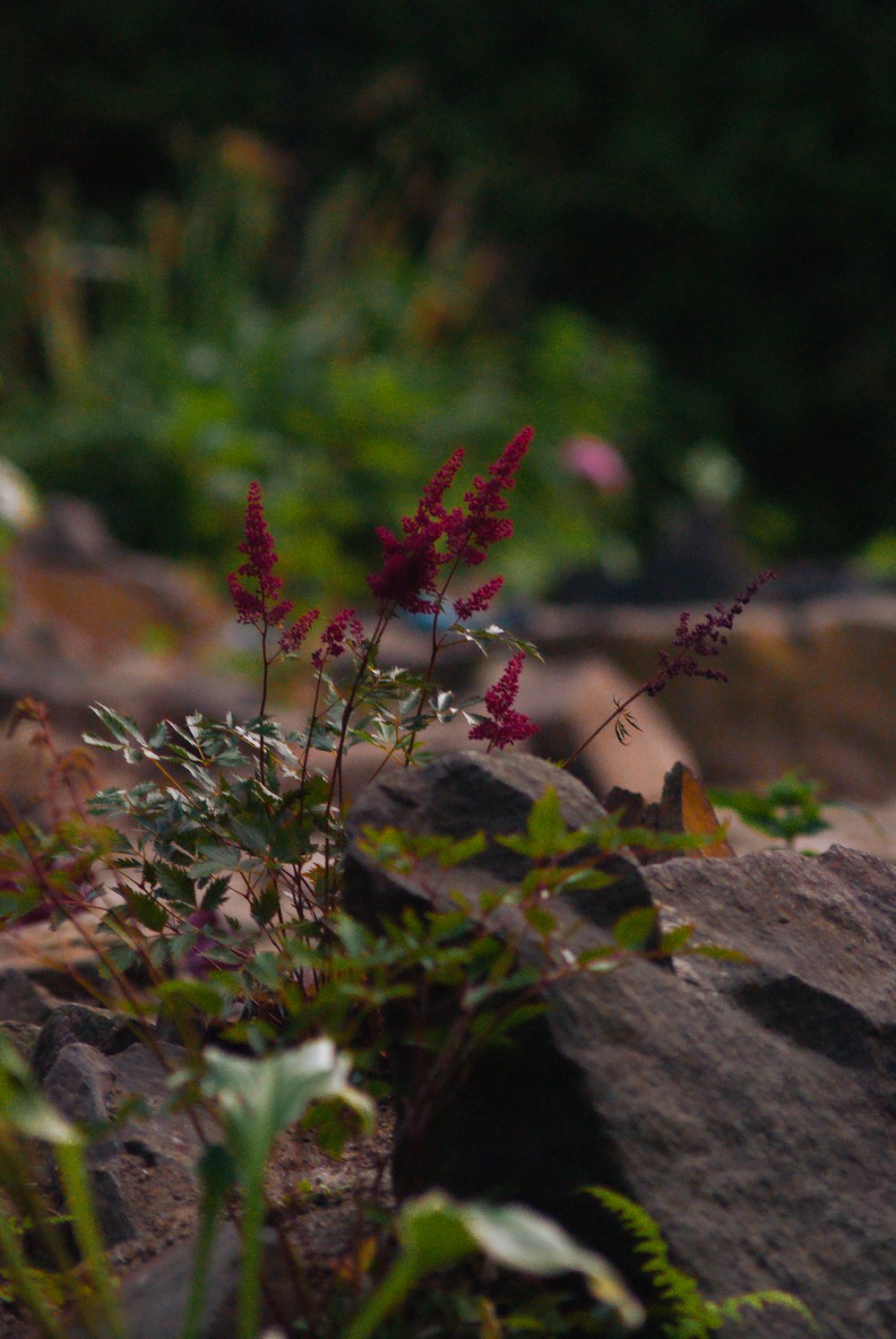 a close up of a plant on a rock