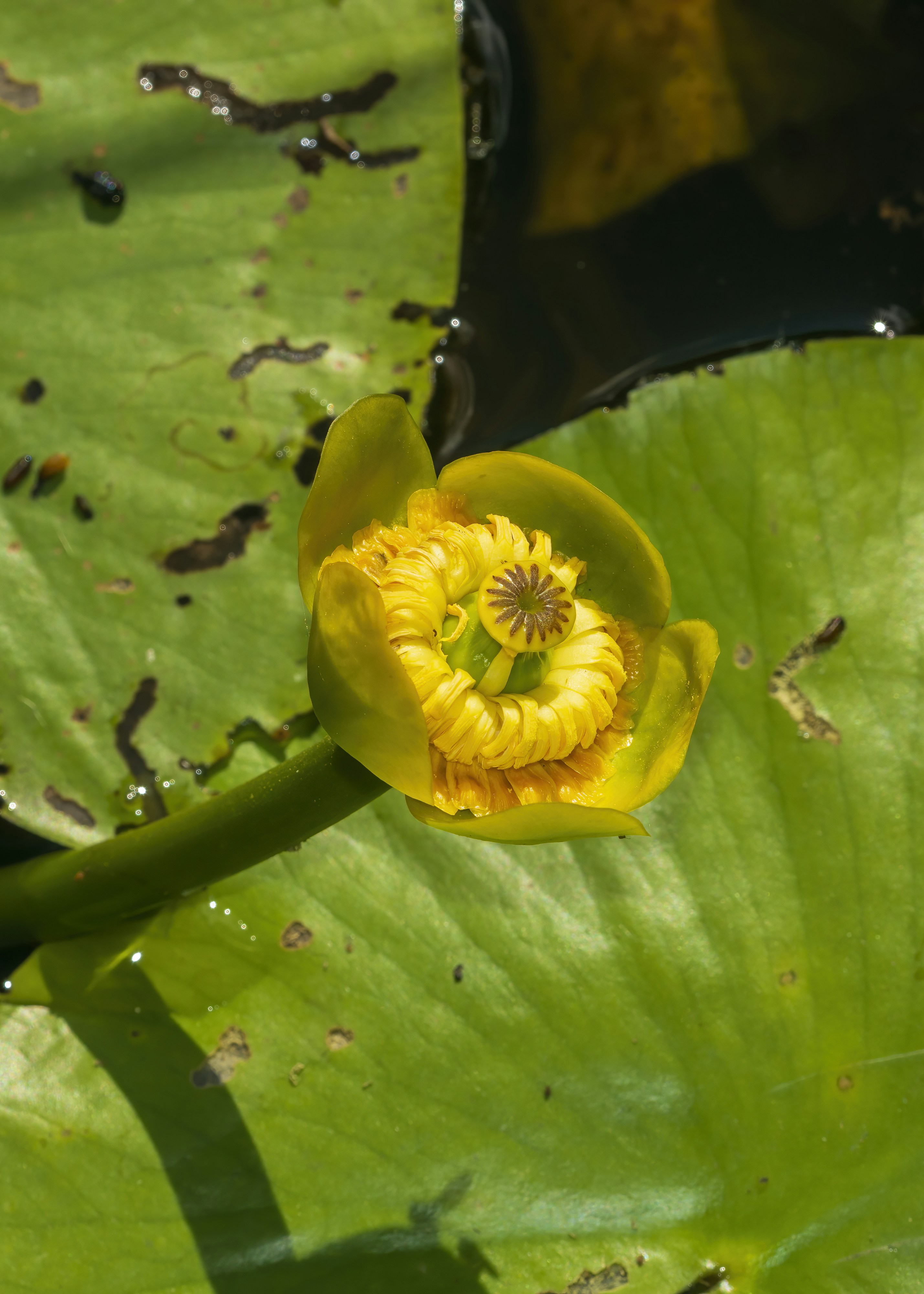 A close up of a yellow flower on a green leaf photo – Free Flower Image ...