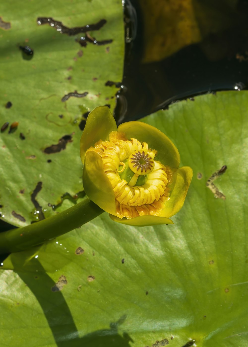 a close up of a yellow flower on a green leaf