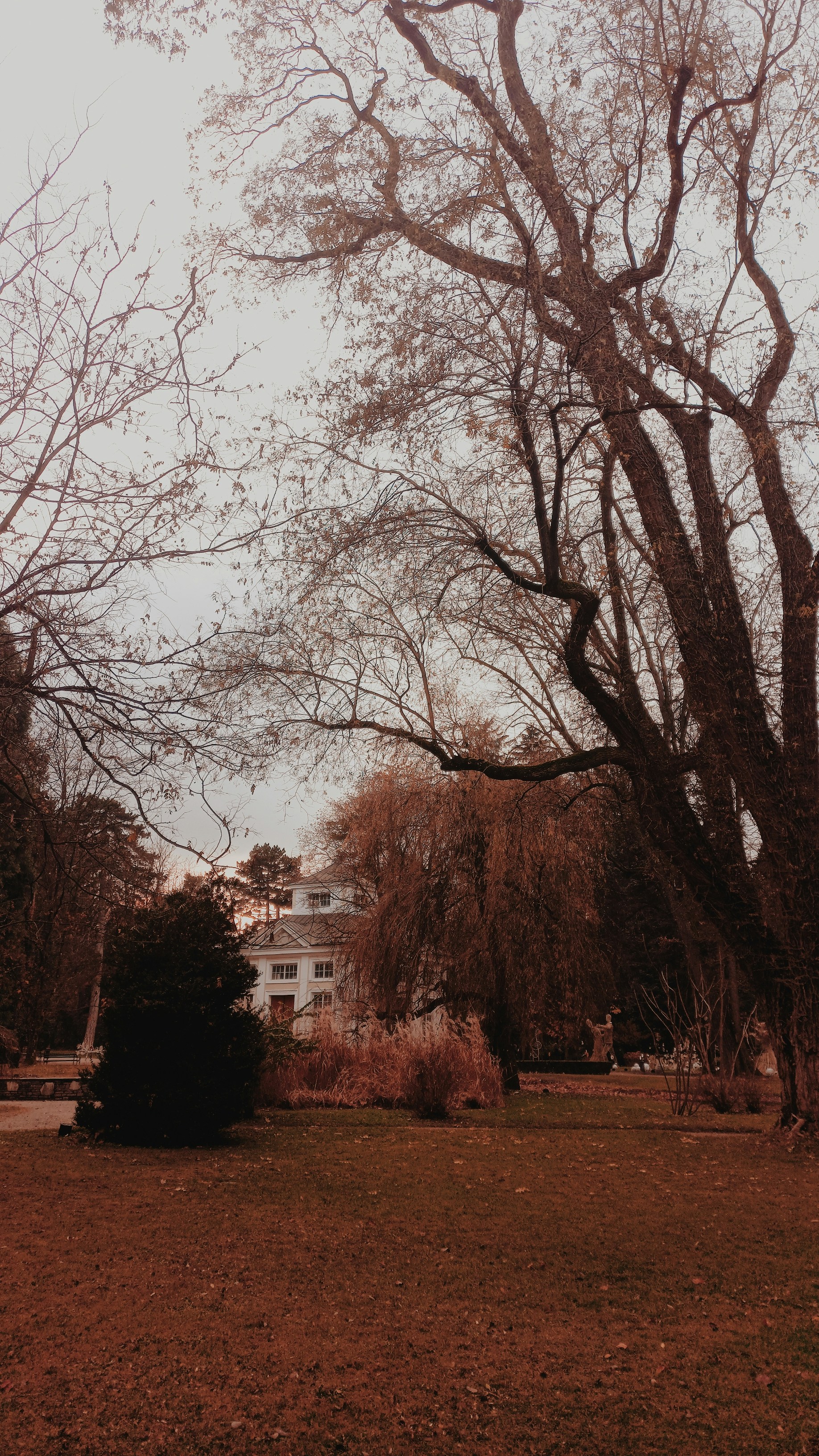 ein großer Baum in einem Park mit einem Gebäude im Hintergrund