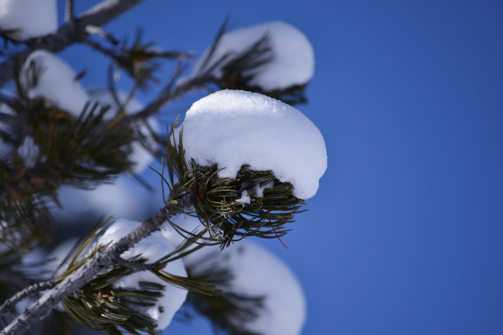 a pine tree covered in snow against a blue sky