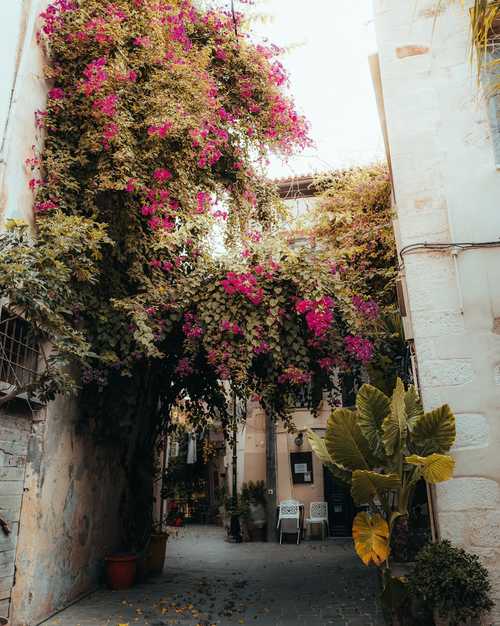 a narrow alley way with pink flowers on the trees