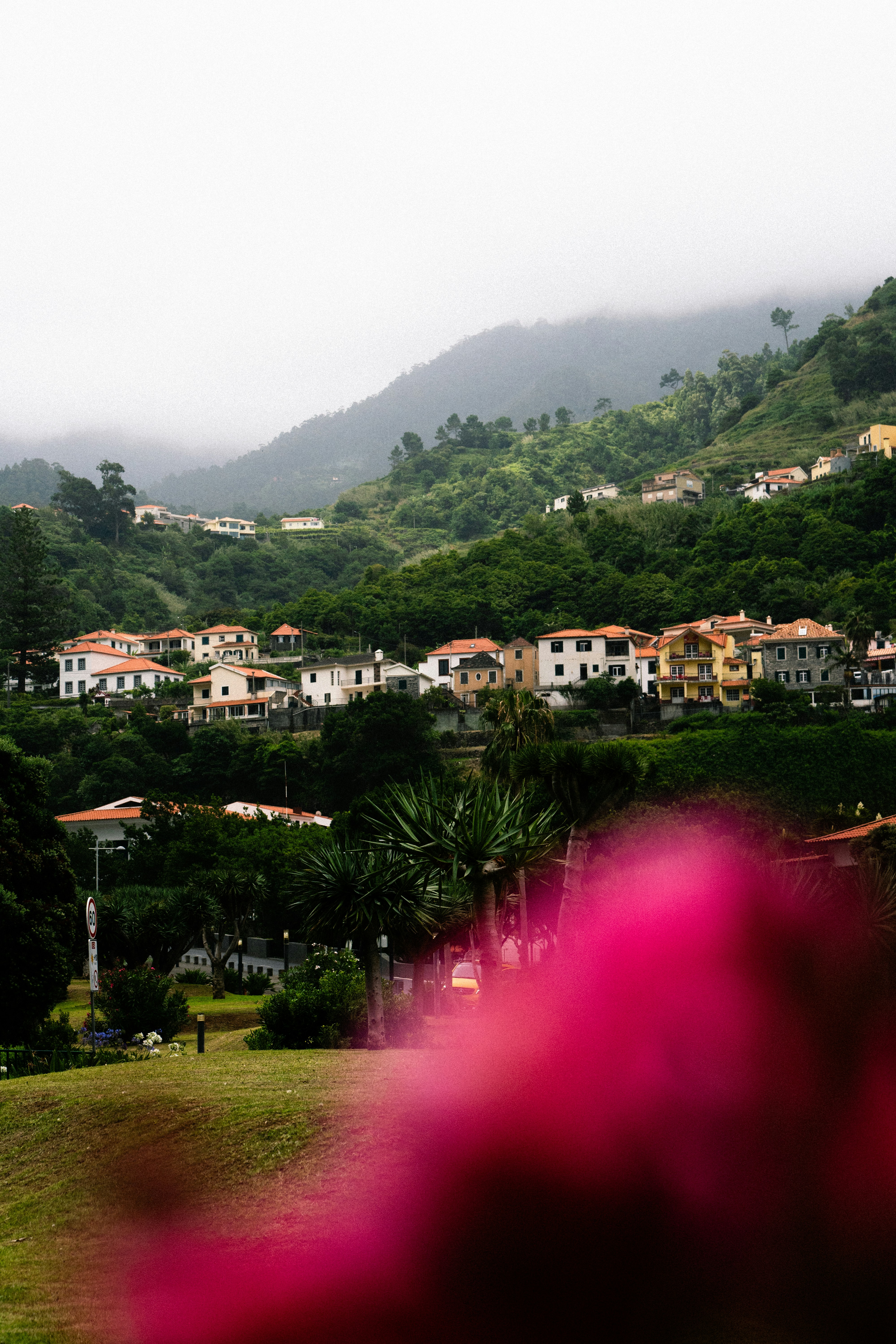 a pink flower in front of a village on a hill