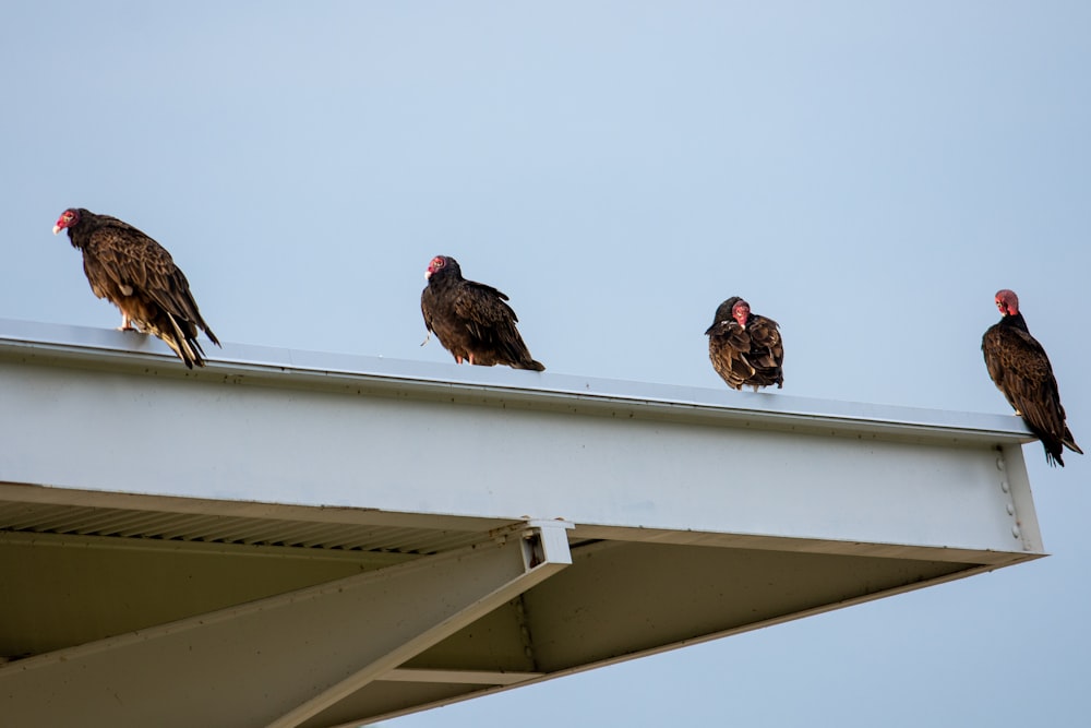 a group of birds sitting on top of a roof