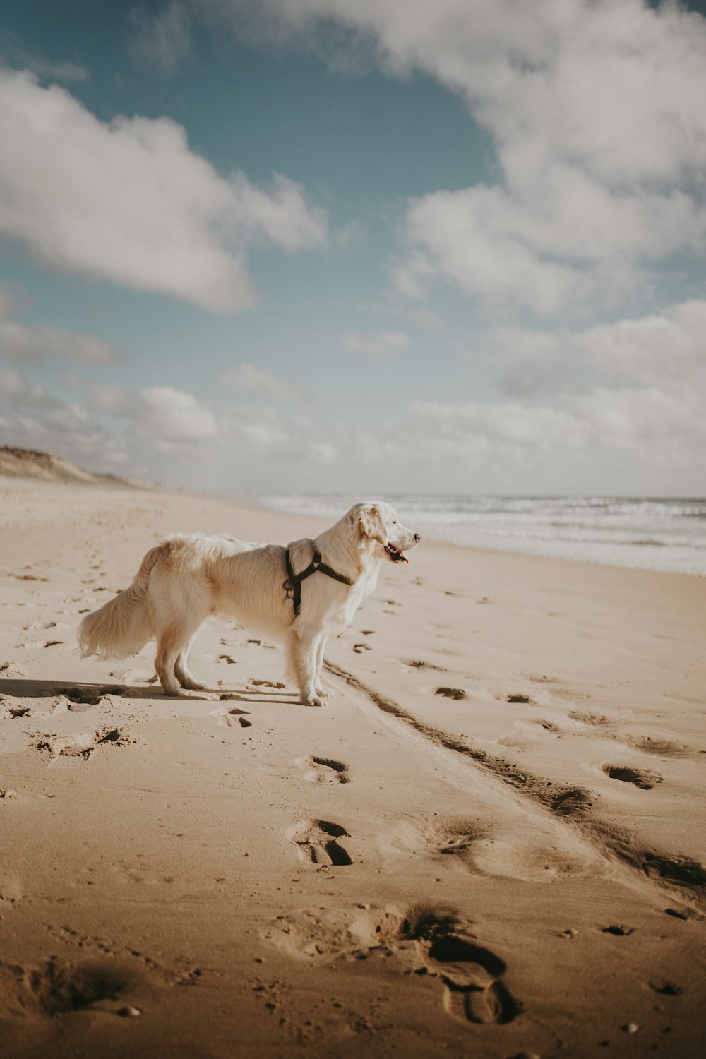 a white dog standing on top of a sandy beach