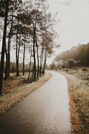 A winding path through a serene forest representing thoughtful progress.