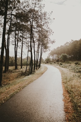 A winding path through a tranquil forest bathed in gentle afternoon sunlight.