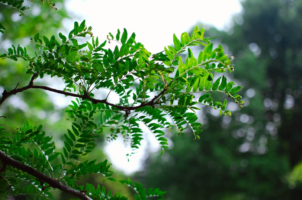 a branch of a tree with green leaves