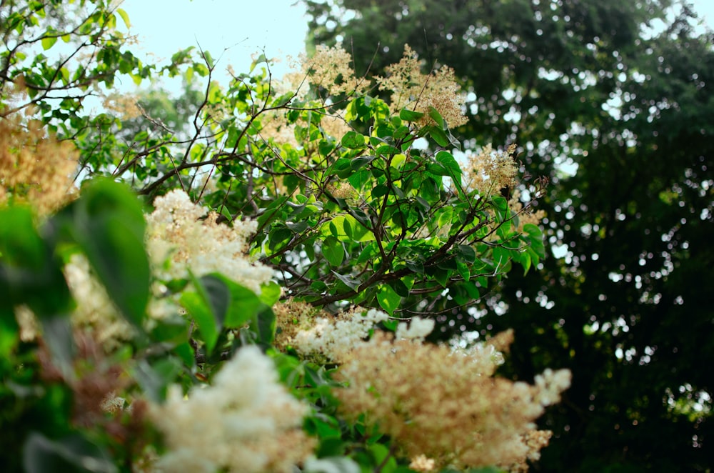 a tree filled with lots of white flowers