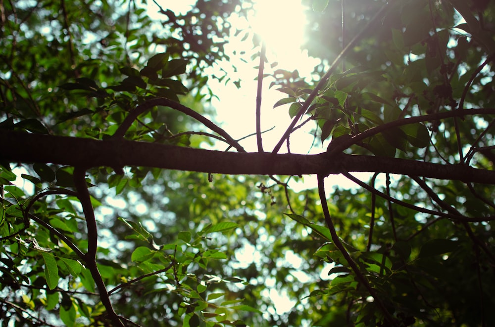 a branch of a tree with green leaves