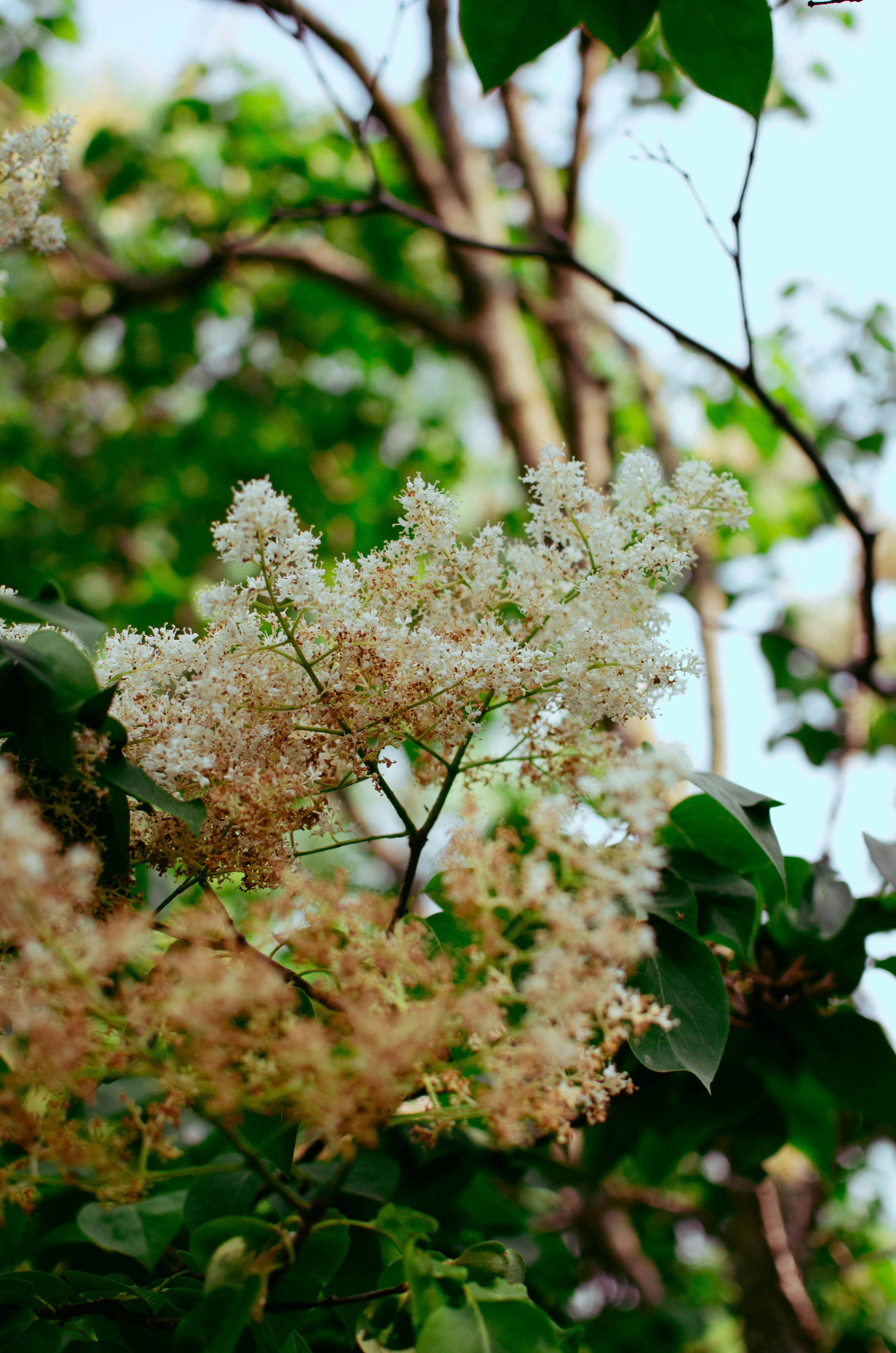 Photo by shionadas