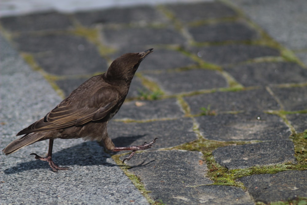 a small brown bird standing on a sidewalk