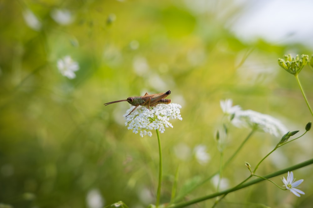 a hummingbird sitting on top of a white flower