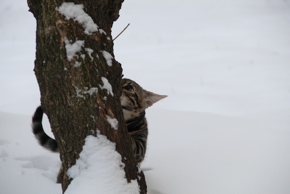 a cat climbing up the side of a tree in the snow