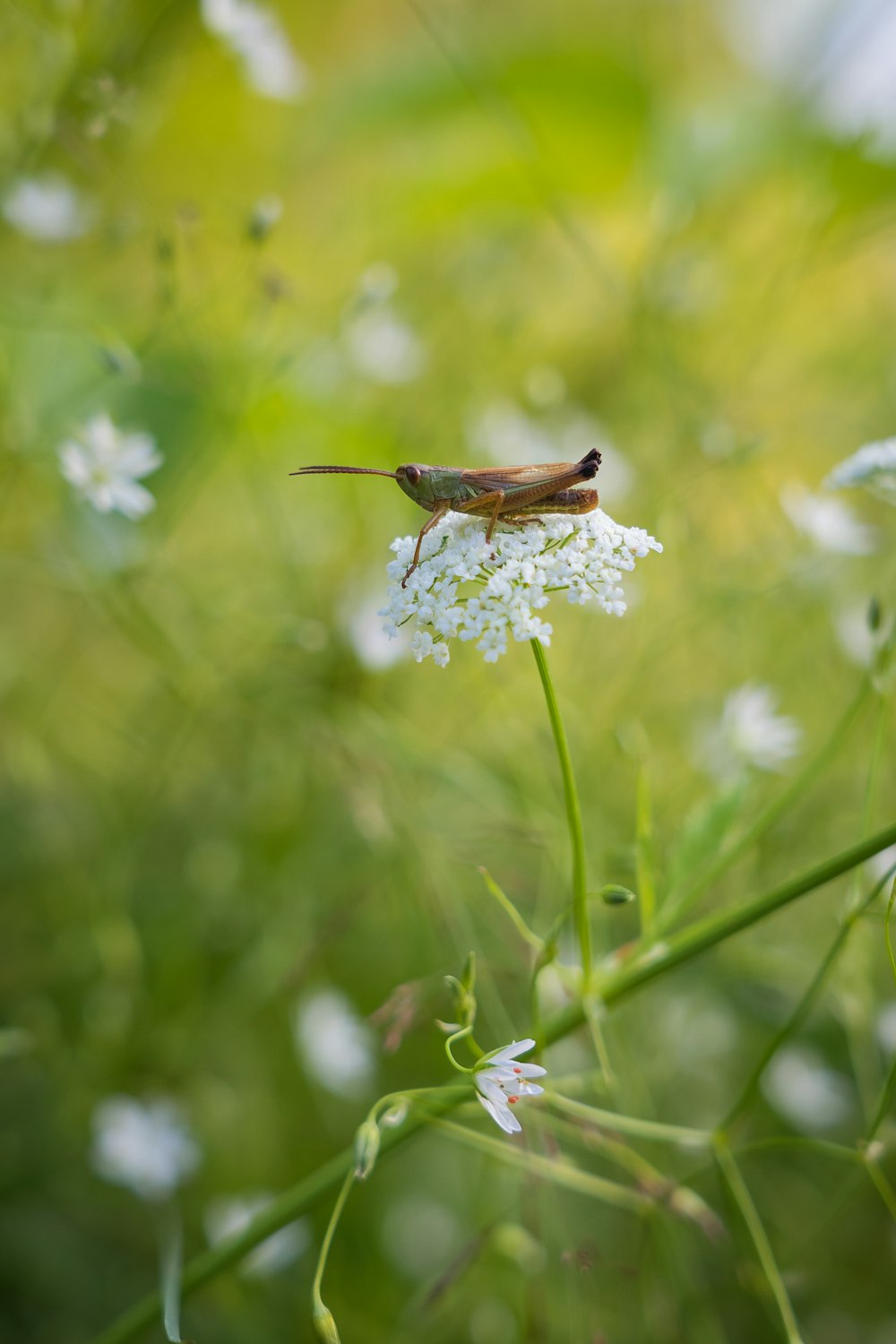 a bug sitting on top of a white flower