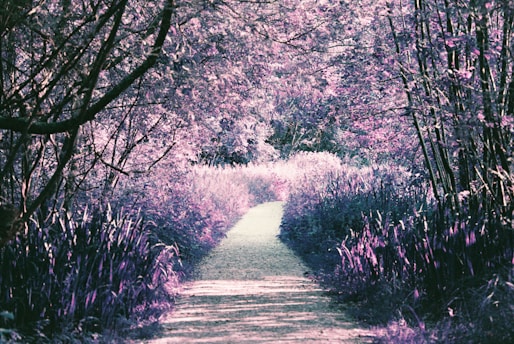 A serene pathway cutting through a lush collection of trees and tall grass, all bathed in hues of pink and purple. Dappled sunlight filters through the overhead foliage, creating patterns on the ground. The scene conveys a sense of tranquility and mystery.