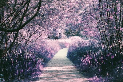 A tranquil path winding through a pastel-colored forest symbolizing self-discovery.