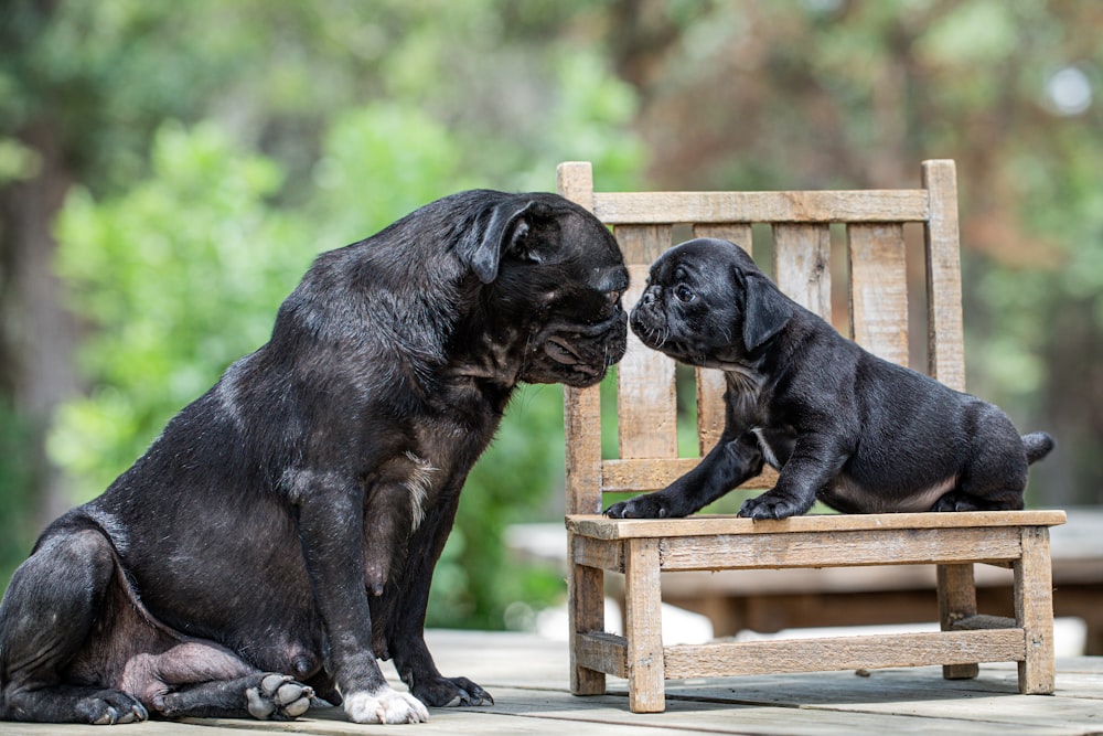 Un perro negro y un perro negro sentados en un banco de madera