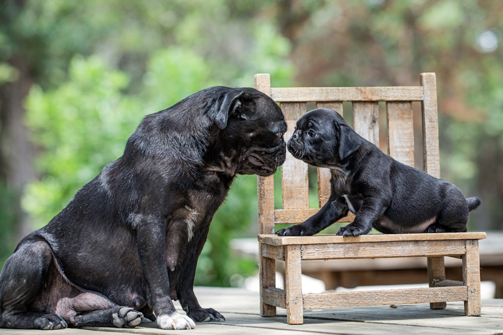 a black dog and a black dog sitting on a wooden bench