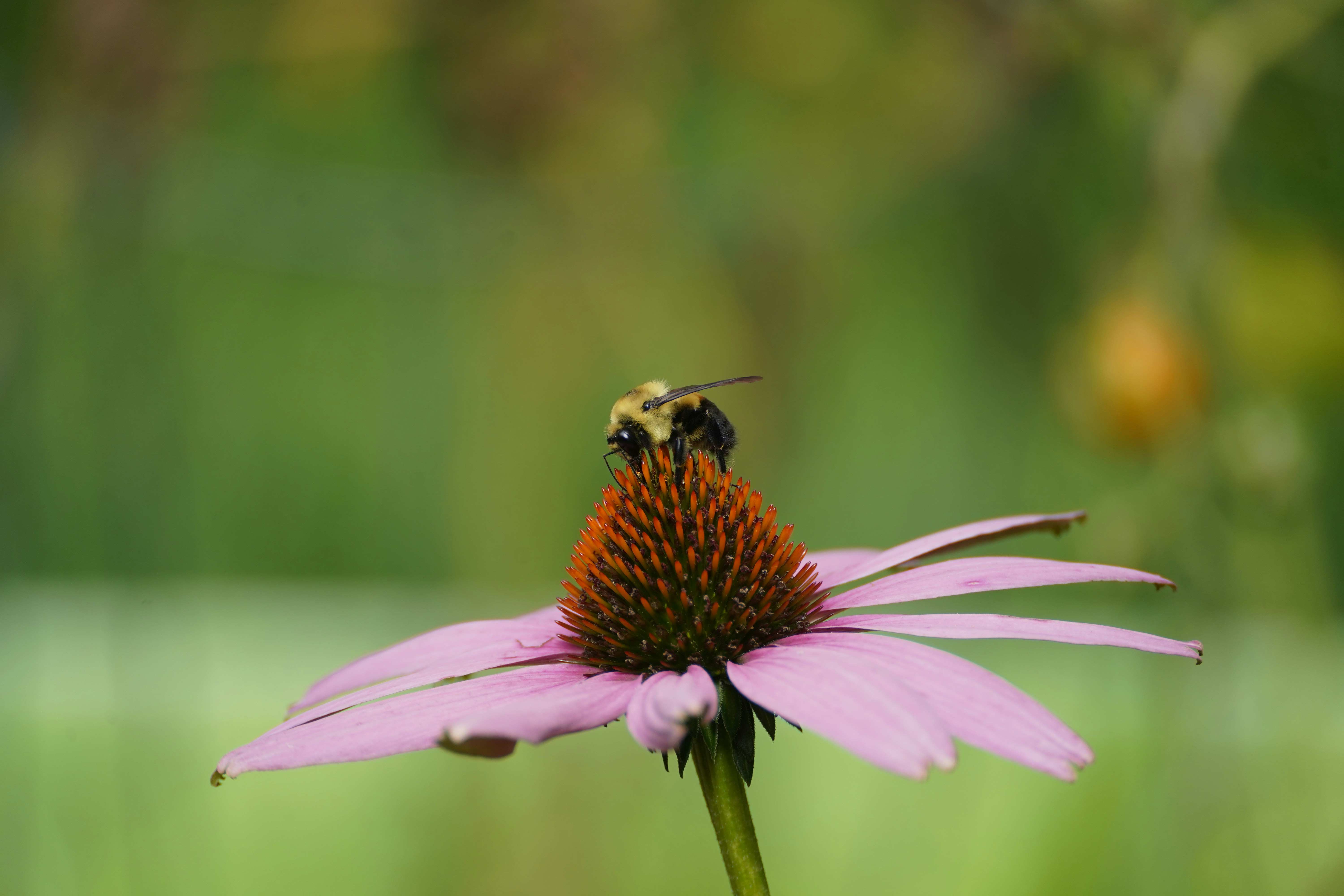 eine biene, die auf einer lila blume sitzt