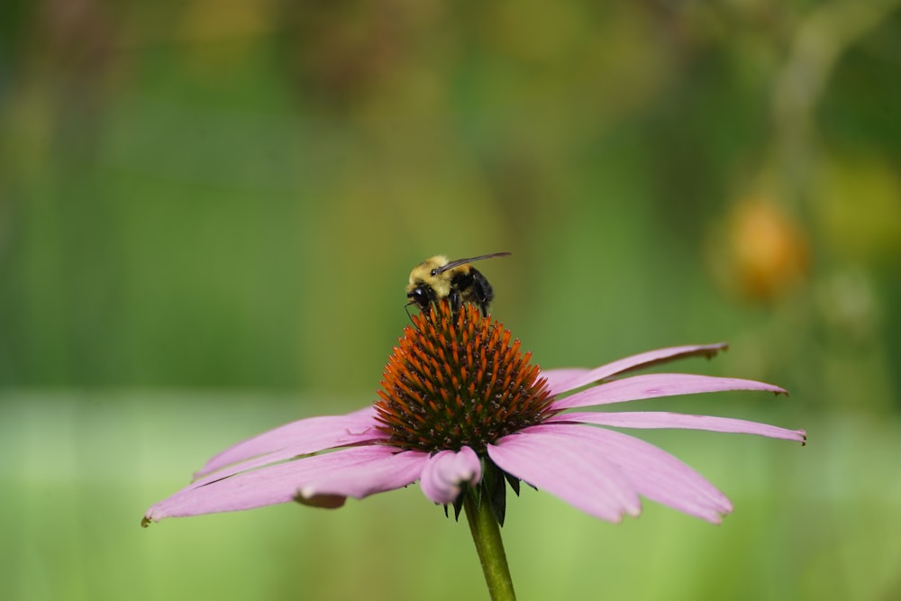 a bee sitting on top of a purple flower