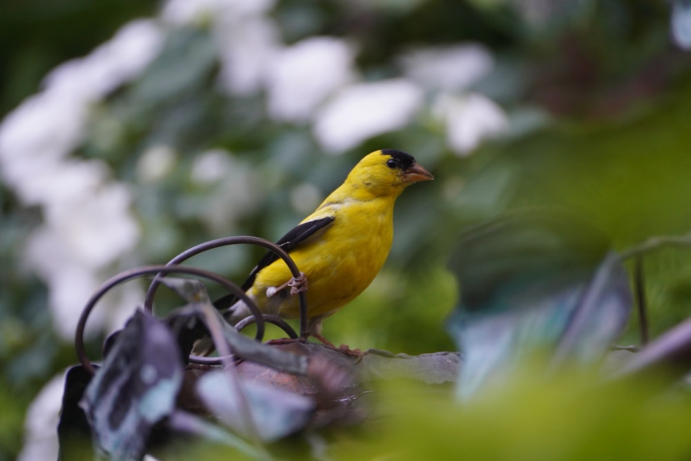 a small yellow bird perched on a tree branch