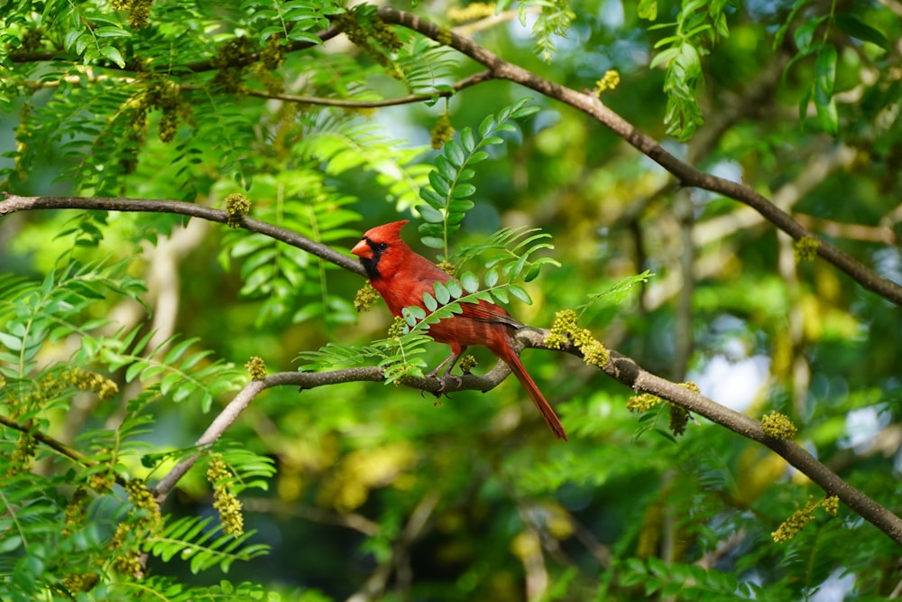 a red bird sitting on top of a tree branch