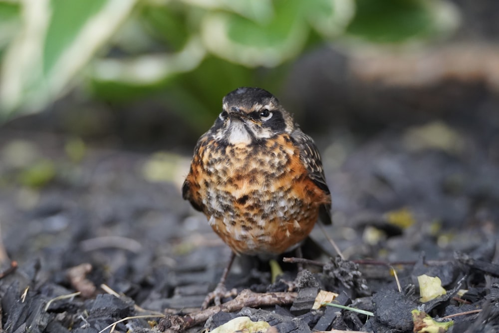 un petit oiseau brun et noir assis par terre