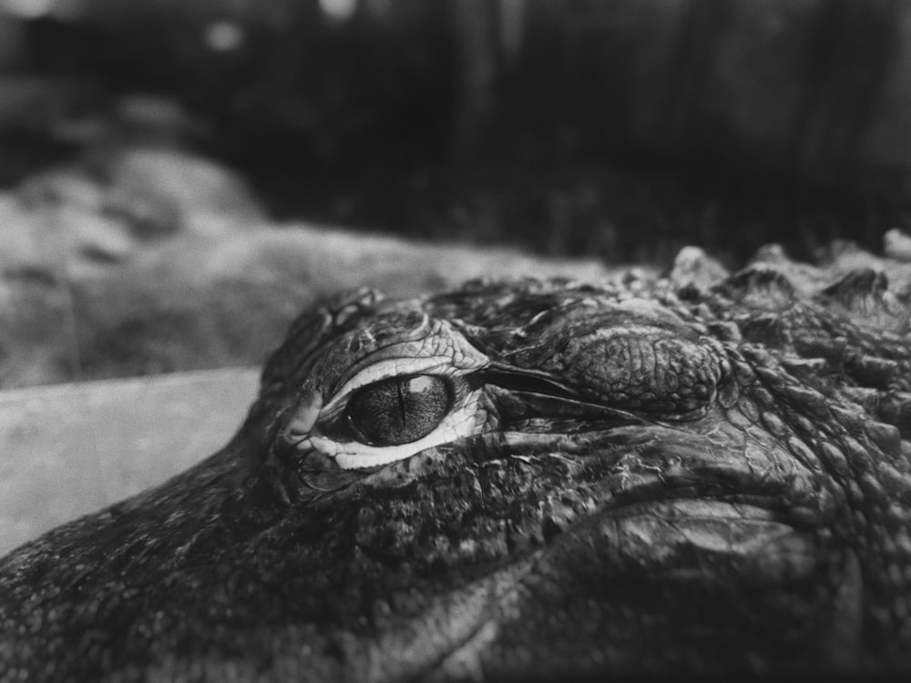 a black and white photo of an alligator's eye