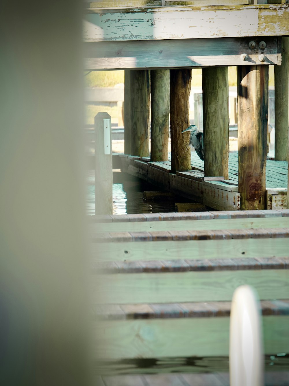 a bird is sitting on a wooden dock