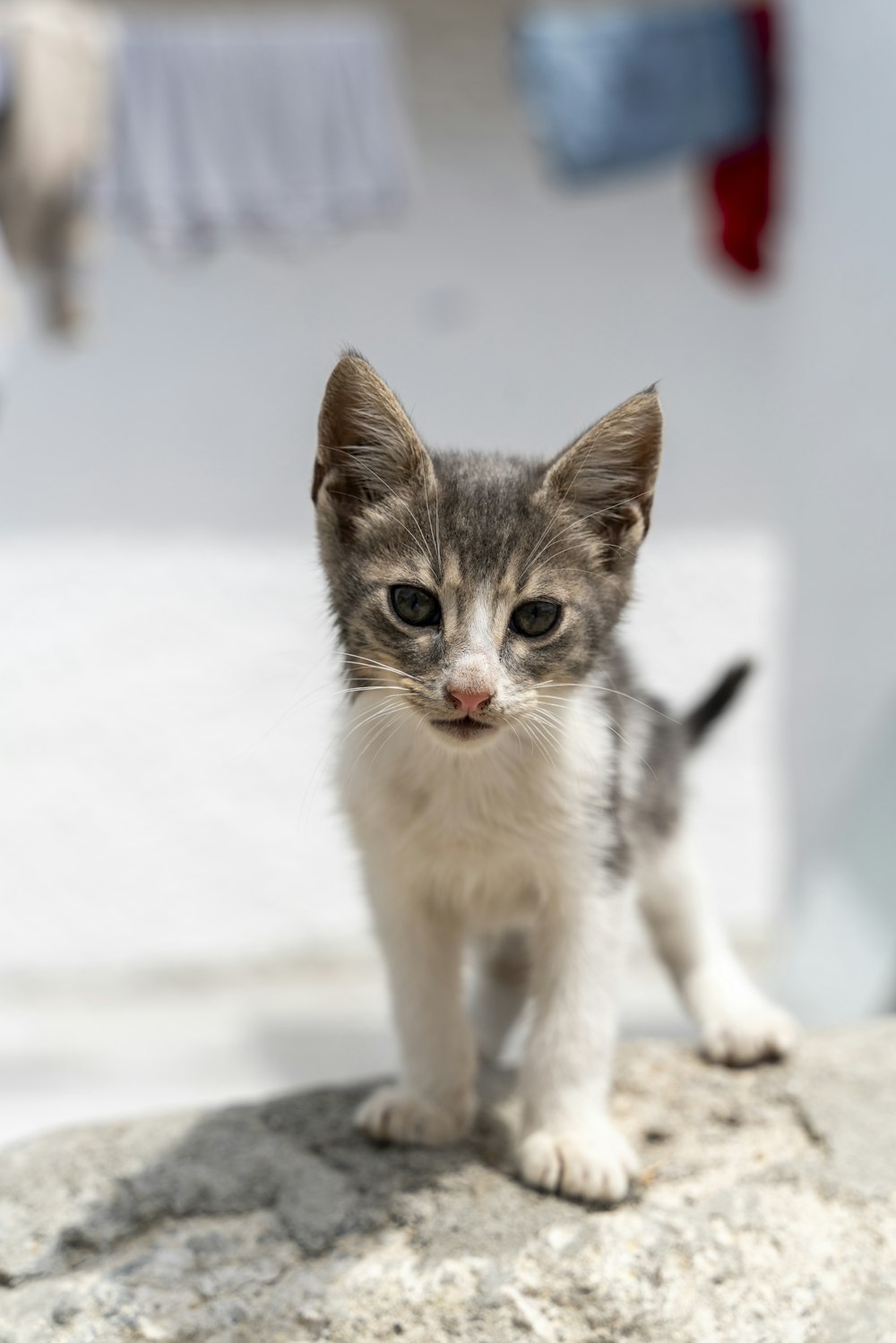 a small kitten standing on top of a rock