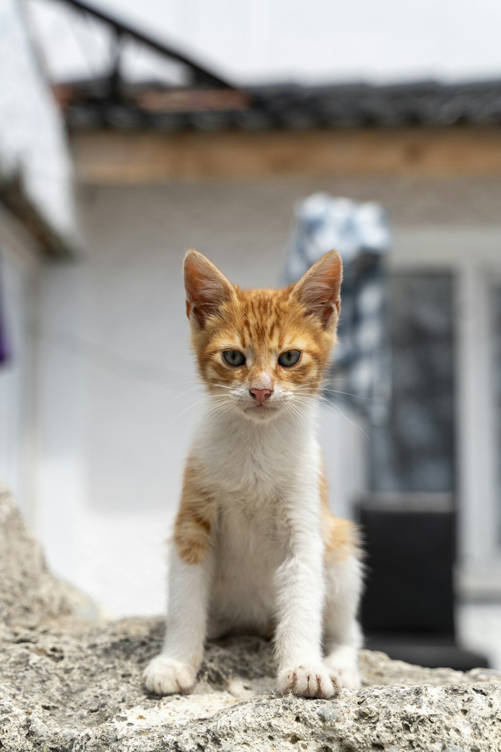 Un pequeño gatito naranja y blanco sentado encima de una roca