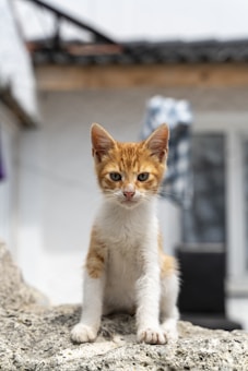 A small ginger and white kitten is sitting on a textured stone surface, looking directly at the camera with an alert expression. In the background, a blurred outdoor setting with a partial view of a building and a hanging item is visible.