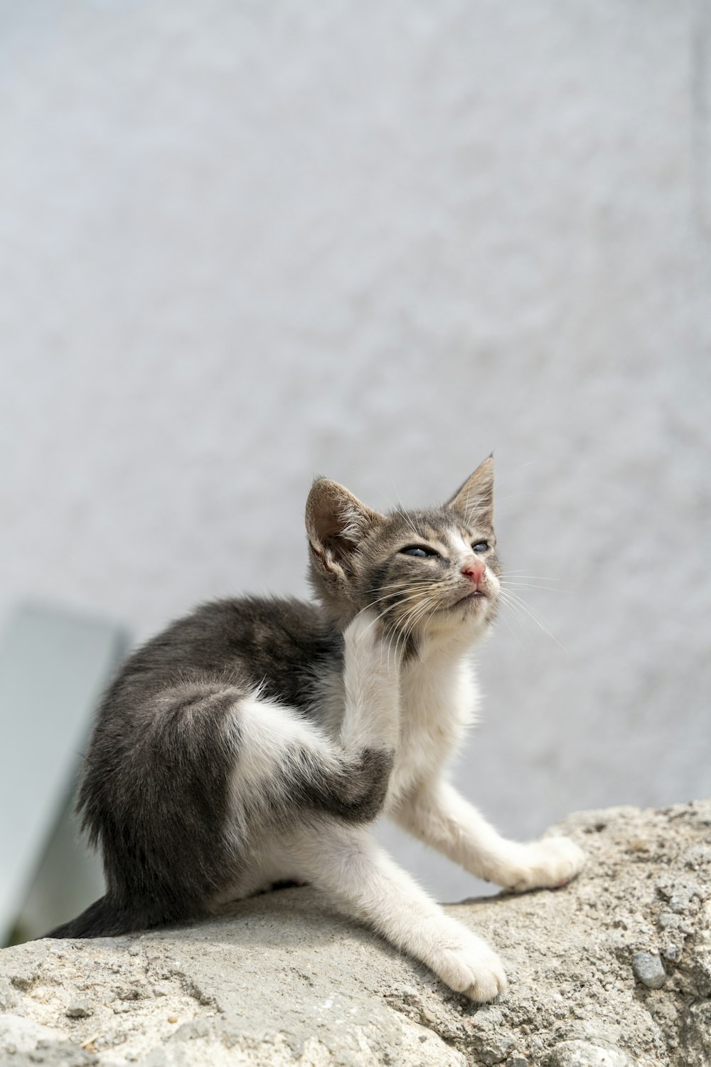 Un pequeño gatito sentado encima de una roca