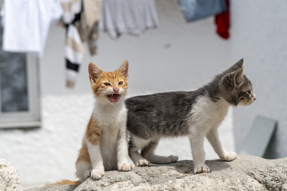 Un par de gatitos parados encima de una roca