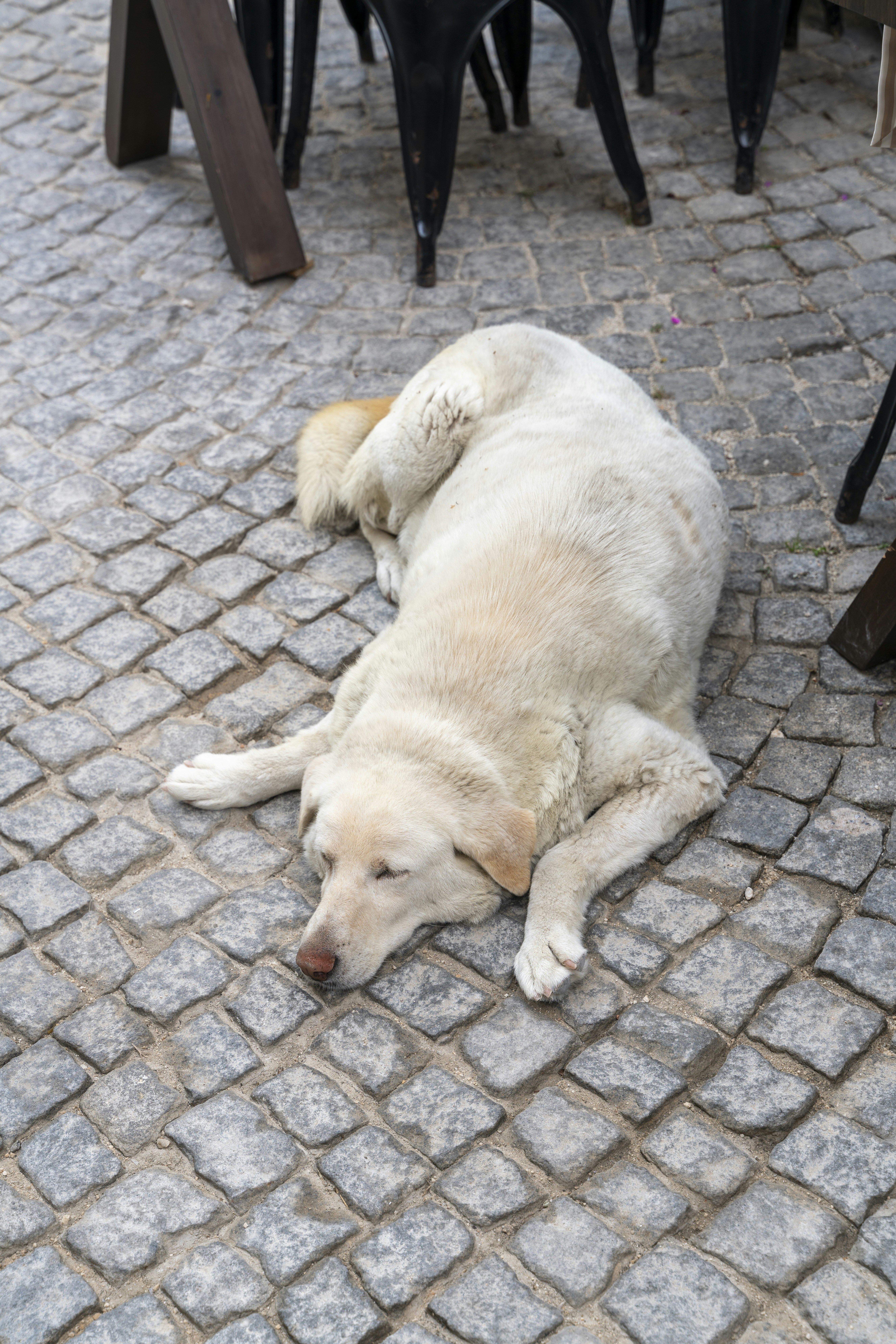 a large white dog laying on top of a stone floor