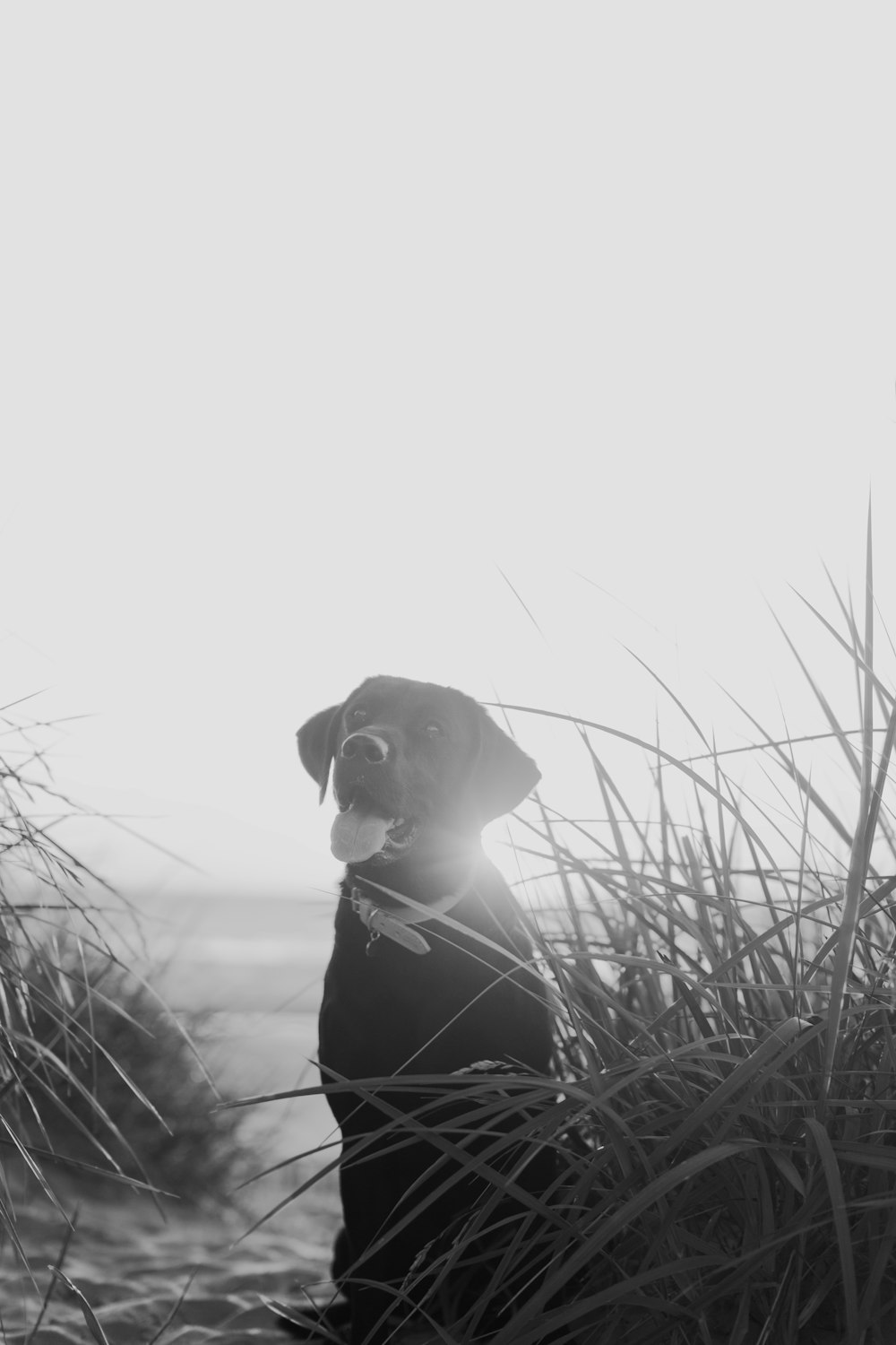 a dog is sitting in the tall grass