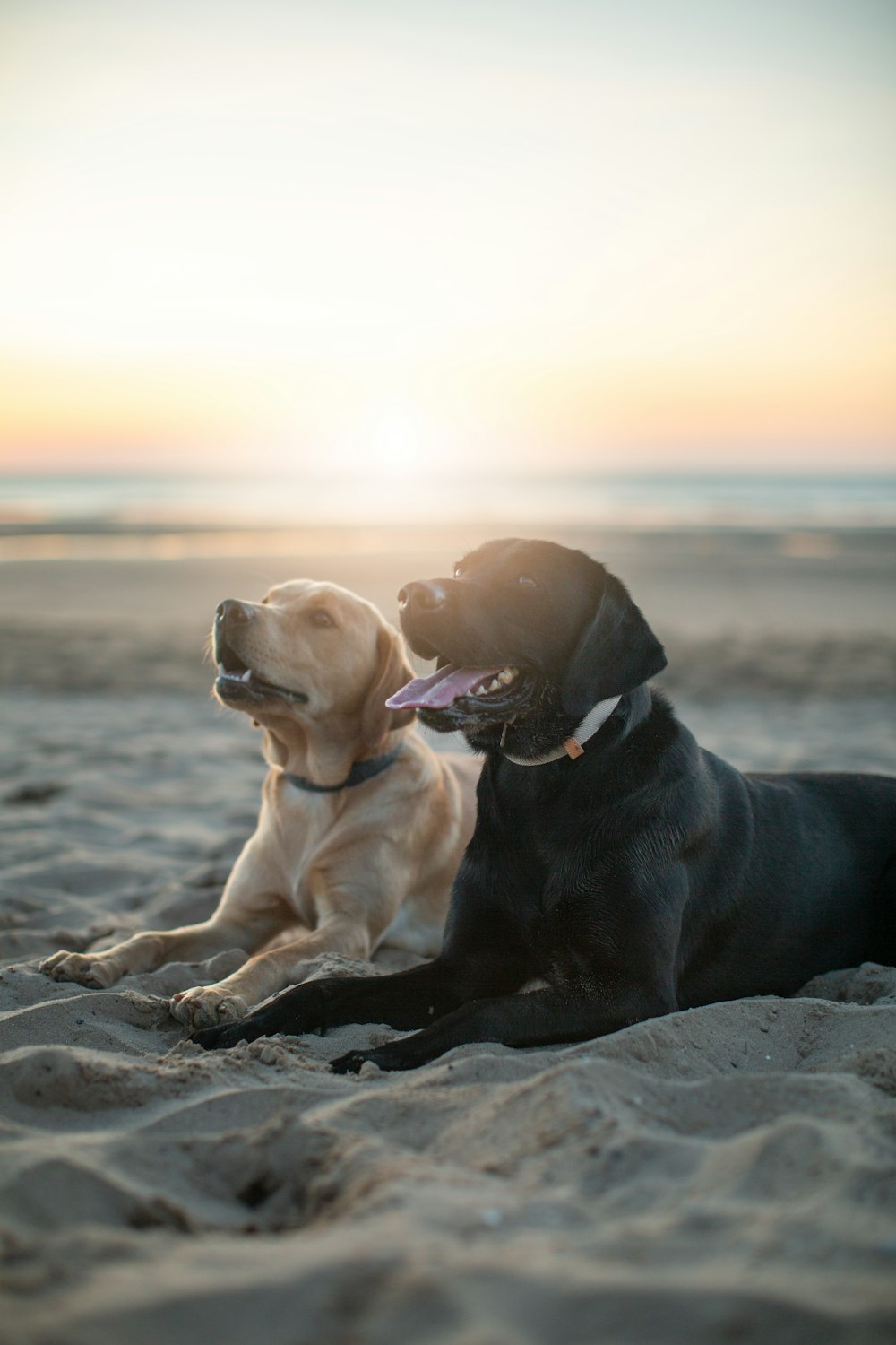 a couple of dogs laying on top of a sandy beach