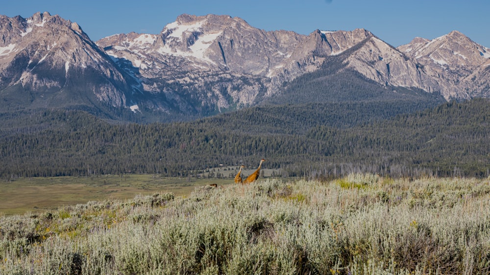 une vue d’une chaîne de montagnes avec un cerf au premier plan