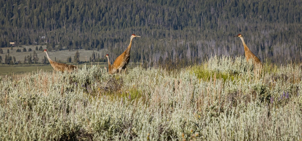 a group of birds standing on top of a grass covered field