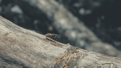A close-up of a beautifully designed flyer on a wooden table.