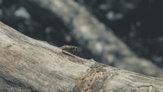 A close-up of a beautifully designed flyer on a wooden table.