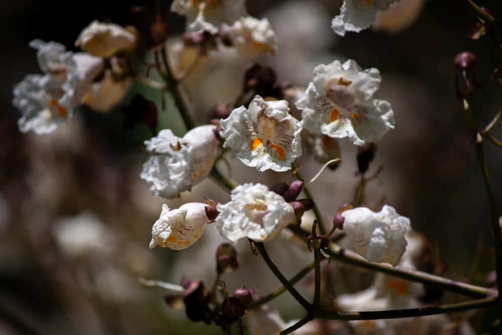 a bunch of white flowers with water droplets on them