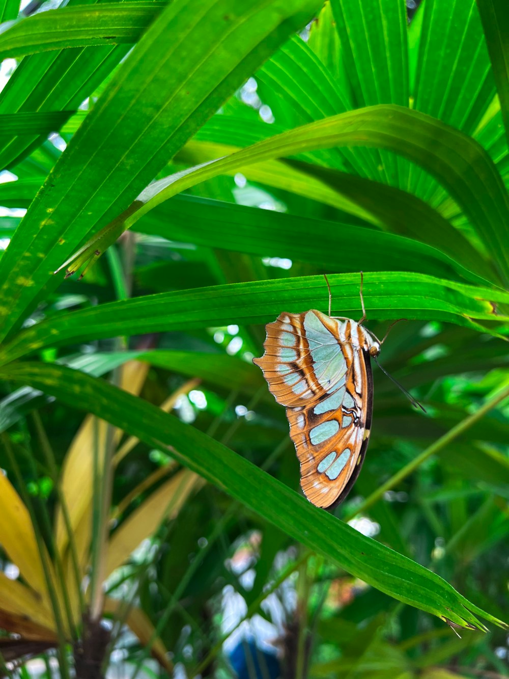 a butterfly sitting on top of a green leaf