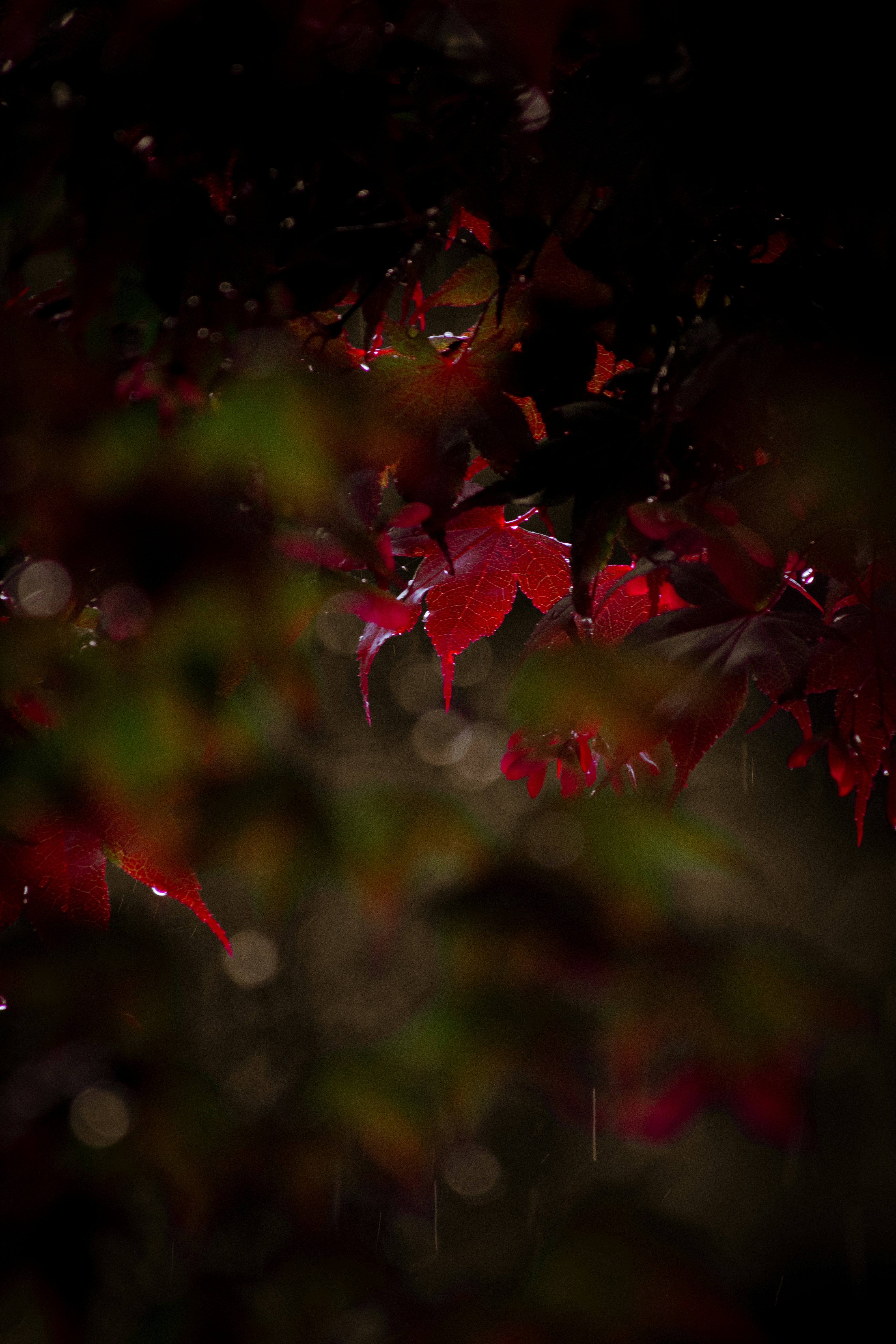 暗闇の中で赤い葉を持つ木