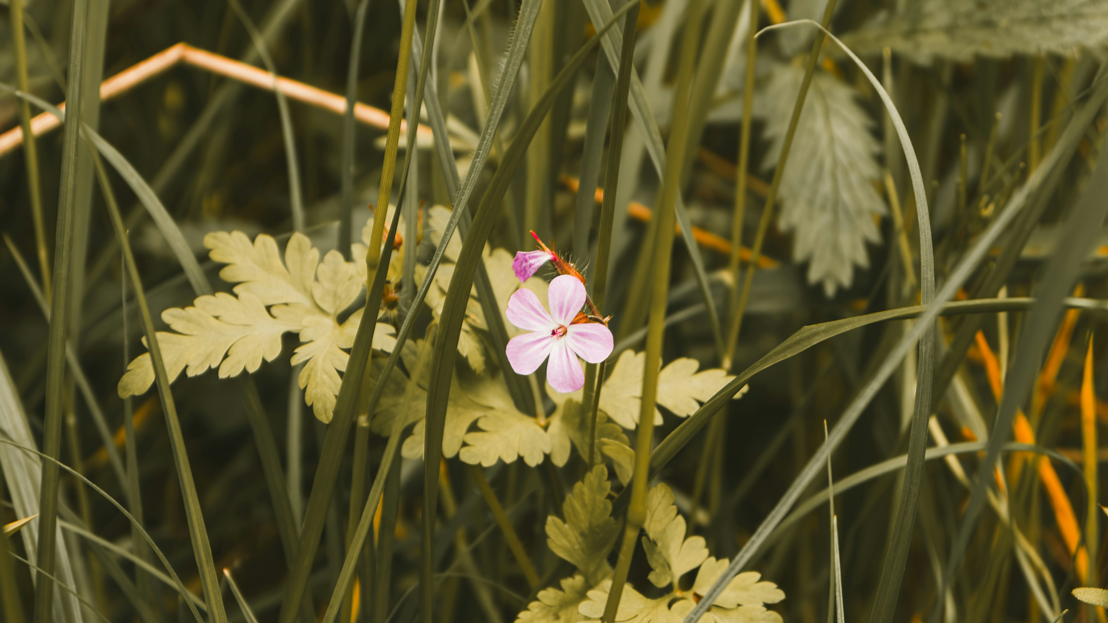 Flower Mira